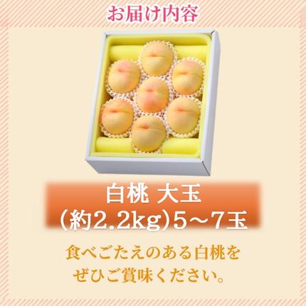 岡山県高梁市のふるさと納税 2026年 早期受付 岡山県産 白桃 大玉 (約2.2kg) 5～7玉 桃 もも 果物 フルーツ