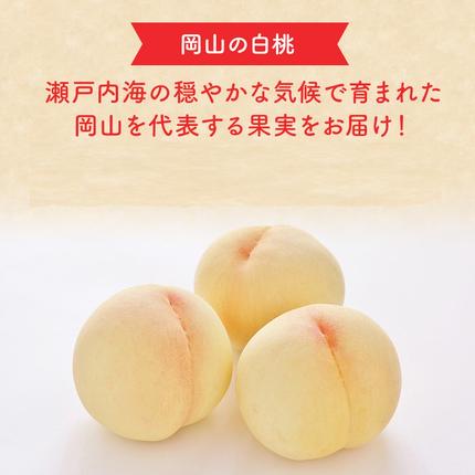 岡山県高梁市のふるさと納税 2026年 早期受付 岡山県産 白桃 大玉 (約2.2kg) 5～7玉 桃 もも 果物 フルーツ