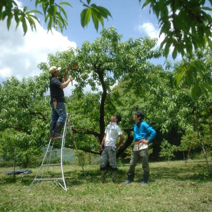 岡山県高梁市のふるさと納税 2026年 早期受付 岡山県産 白桃 大玉 (約2.2kg) 5～7玉 桃 もも 果物 フルーツ