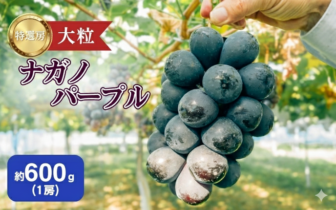 2026年産 ぶどう ナガノパープル 約600g（1房）果物 フルーツ デザート