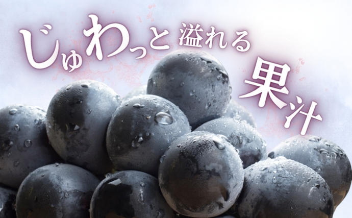 2026年産 ぶどう ナガノパープル 約600g（1房）果物 フルーツ デザート