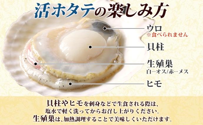 北海道洞爺湖町のふるさと納税 北海道産 活ほたて 2年貝 約 4kg 30枚～45枚 2026年1月中旬～2月上旬頃お届け 殻付き 貝付き 帆立 ホタテ ほたて 貝 魚介 海産 海鮮 貝柱 噴火湾 刺身 焼き フライ 生産者支援 産地直送 送料無料 魚介類