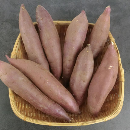 茨城県行方市のふるさと納税 【2026年1月より順次発送】仁平さんの熟成紅はるか 約5kg(Mサイズ・洗い)｜さつまいも サツマイモ さつま芋 いも 紅はるか 熟成さつまいも 熟成 茨城県 行方市(CH-3)