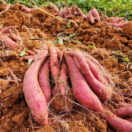 兵庫県加西市のふるさと納税 さつまいも 紅はるか 5kg 産地直送 野菜 サツマイモ 芋 焼き芋 赤土 加西市 栄町