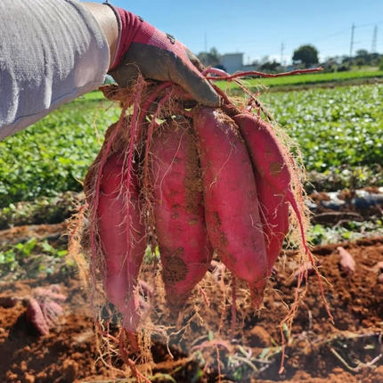 兵庫県加西市のふるさと納税 さつまいも 紅はるか 5kg 産地直送 野菜 サツマイモ 芋 焼き芋 赤土 加西市 栄町