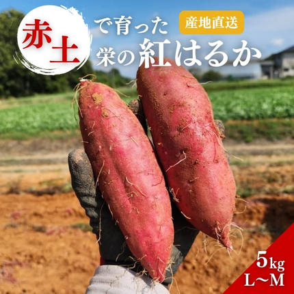 兵庫県加西市のふるさと納税 さつまいも 紅はるか 5kg 産地直送 野菜 サツマイモ 芋 焼き芋 赤土 加西市 栄町