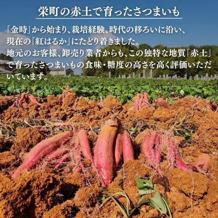兵庫県加西市のふるさと納税 さつまいも 紅はるか 5kg 産地直送 野菜 サツマイモ 芋 焼き芋 赤土 加西市 栄町
