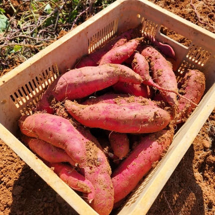 兵庫県加西市のふるさと納税 さつまいも 紅はるか 5kg 産地直送 野菜 サツマイモ 芋 焼き芋 赤土 加西市 栄町