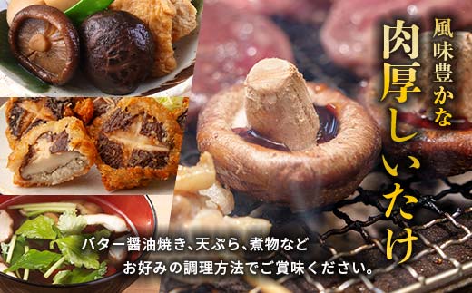 北海道今金町のふるさと納税 原木栽培 生椎茸 約900g 里の恵 しいたけ シイタケ きのこ キノコ 椎茸 野菜 F21W-259