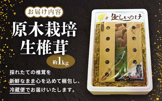 北海道今金町のふるさと納税 【先行予約】原木栽培 生椎茸 約1kg 里の恵 しいたけ シイタケ きのこ キノコ 椎茸 野菜 F21W-570