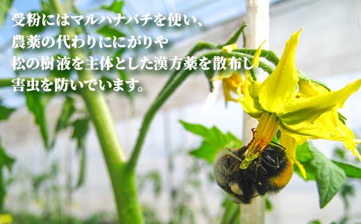 北海道のふるさと納税 有機栽培トマトジュース ゆうきくん 20缶 食絶景北海道×ゼロカーボンアワード2023優秀賞 トマト ジュース 飲料 完熟 有機栽培 ロングセラー F6S-418