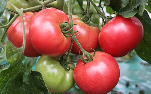 北海道のふるさと納税 有機栽培トマトジュース ゆうきくん 20缶 食絶景北海道×ゼロカーボンアワード2023優秀賞 トマト ジュース 飲料 完熟 有機栽培 ロングセラー F6S-418