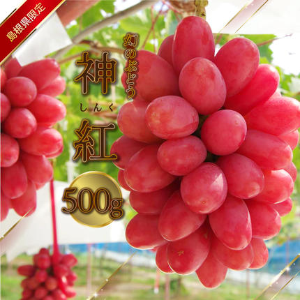 島根県限定！幻のぶどう ”神紅（しんく）” 1房 500g / 島根県邑南町