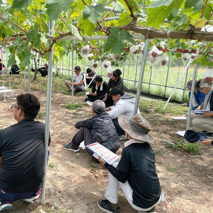 島根県限定！幻のぶどう ”神紅（しんく）” 1房 500g / 島根県邑南町