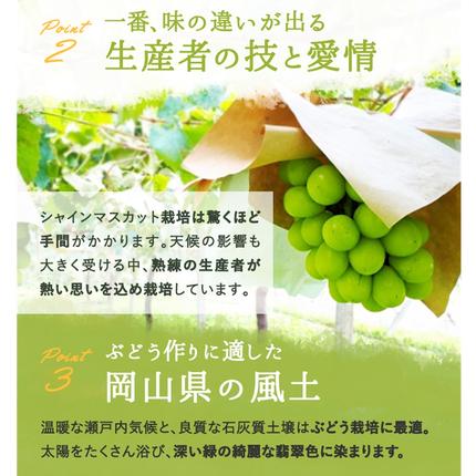 岡山県赤磐市のふるさと納税 ぶどう 2026年 先行予約 シャインマスカット 晴王 1房 約800g 化粧箱入り 岡山県 赤磐市産 果物 フルーツ 葡萄 ブドウ