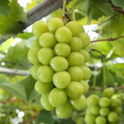 岡山県赤磐市のふるさと納税 ぶどう 2026年 先行予約 シャインマスカット 晴王 1房 約800g 化粧箱入り 岡山県 赤磐市産 果物 フルーツ 葡萄 ブドウ