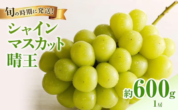 岡山県瀬戸内市のふるさと納税 【2026年先行受付】 シャインマスカット 晴王 秀品 約600g 1房 岡山県産 ぶどう 葡萄 ブドウ 御中元 ギフト 御礼 プレゼント 御礼 御祝 御供 果物 くだもの フルーツ