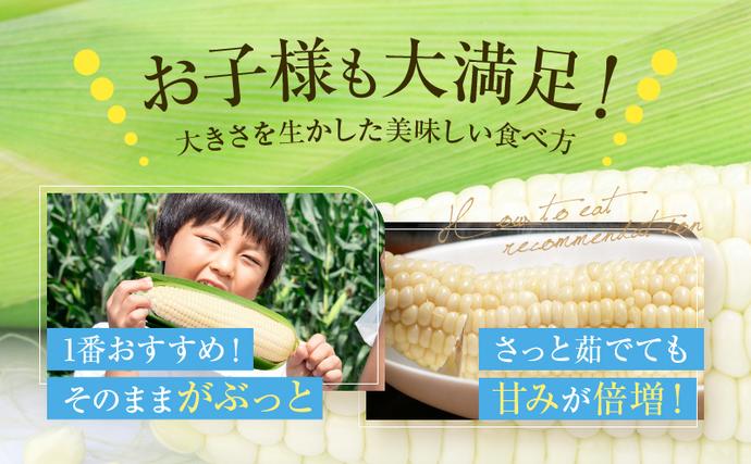 北海道富良野市のふるさと納税 【2026年7月発送】富良野産 ホワイトコーン『ホワイトショコラ』BIG 2Lサイズ10本 とうもろこし