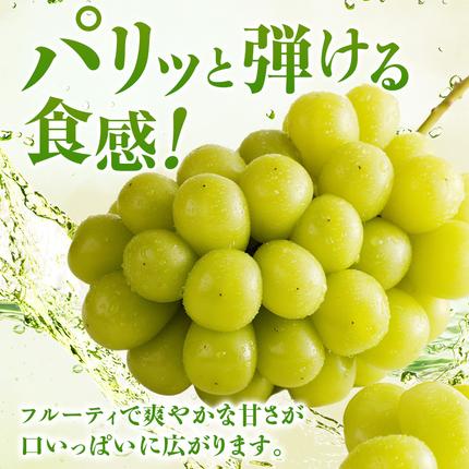 岡山県瀬戸内市のふるさと納税 【2026年先行受付】 シャインマスカット 晴王 秀品 約600g 1房 岡山県産 ぶどう 葡萄 ブドウ 御中元 ギフト 御礼 プレゼント 御礼 御祝 御供 果物 くだもの フルーツ