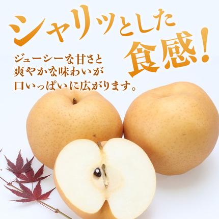 岡山県瀬戸内市のふるさと納税 【2026年先行受付】 梨 あたご梨  秀品 約4kg(3～6玉) 岡山名産 日本一大きな梨 なし ナシ お歳暮 ギフト 御礼 プレゼント 御礼 御祝 御供 果物 くだもの フルーツ