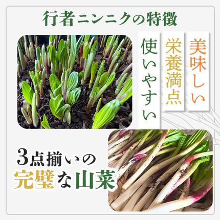 行者にんにくグリーン行者・ホワイト行者 計5袋（葉部・茎部
