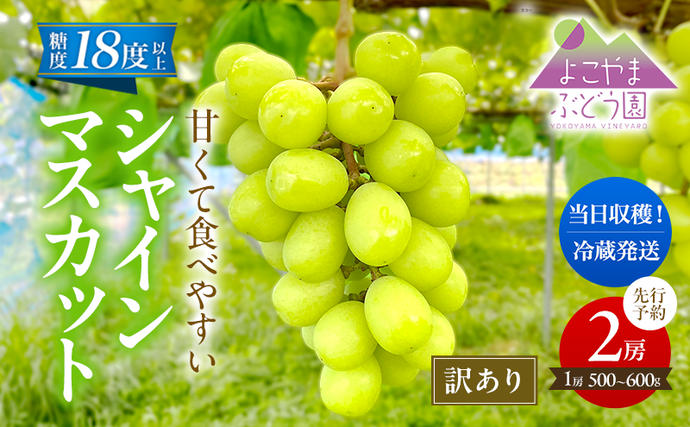 秋田県にかほ市のふるさと納税 【先行予約】 [訳あり]  シャインマスカット 2房 計1kg～1.2kg（1房 500～600g）＜出荷時期：2026年10月上旬～10月中旬ごろ＞【数量限定 期間限定 果物 果物類 フルーツ ぶどう ブドウ 葡萄 マスカット 秋田 にかほ】