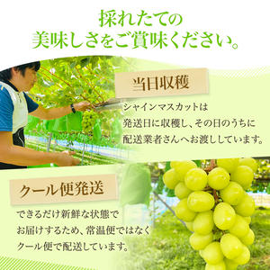 秋田県にかほ市のふるさと納税 【先行予約】 [訳あり]  シャインマスカット 2房 計1kg～1.2kg（1房 500～600g）＜出荷時期：2026年10月上旬～10月中旬ごろ＞【数量限定 期間限定 果物 果物類 フルーツ ぶどう ブドウ 葡萄 マスカット 秋田 にかほ】