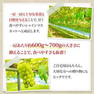 秋田県にかほ市のふるさと納税 【先行予約】 [訳あり]  シャインマスカット 2房 計1kg～1.2kg（1房 500～600g）＜出荷時期：2026年10月上旬～10月中旬ごろ＞【数量限定 期間限定 果物 果物類 フルーツ ぶどう ブドウ 葡萄 マスカット 秋田 にかほ】