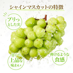 秋田県にかほ市のふるさと納税 【先行予約】 [訳あり]  シャインマスカット 2房 計1kg～1.2kg（1房 500～600g）＜出荷時期：2026年10月上旬～10月中旬ごろ＞【数量限定 期間限定 果物 果物類 フルーツ ぶどう ブドウ 葡萄 マスカット 秋田 にかほ】