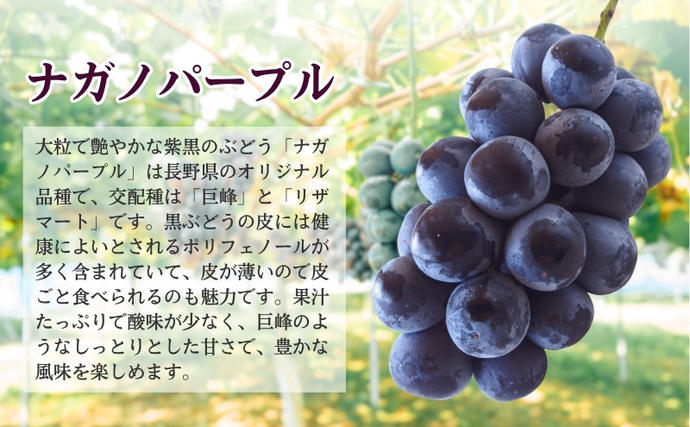 2026年産 ぶどう ナガノパープル 約600g（1房）果物 フルーツ デザート