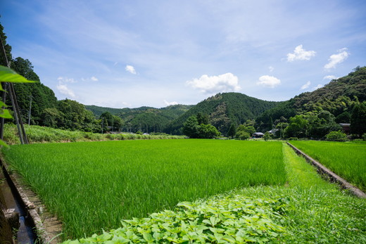 愛媛県鬼北町のふるさと納税 【おにぎり専門店御用達！】藤城さん家のミルキークイーン5kg【令和8年産】 ｜ ご飯 白米 お米 5kg 令和8年 定期便 令和8年産 精米済み 愛媛県鬼北町　※2026年9月～発送