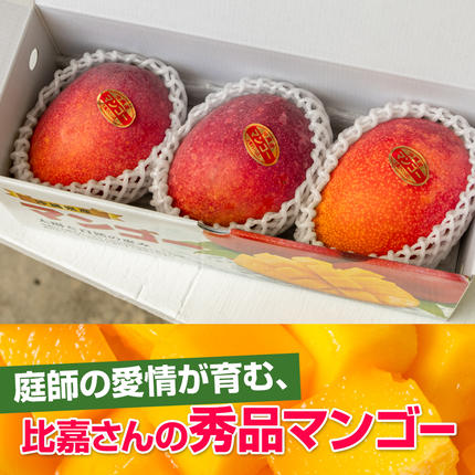 沖縄県南風原町のふるさと納税 【2026年発送】比嘉マンゴーファームのアーウィンマンゴー　秀品（贈答用）1kg