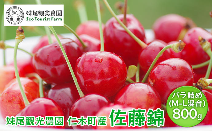 北海道仁木町のふるさと納税 [先行受付] 北海道 仁木町産 さくらんぼ 「佐藤錦」 バラ詰め M-L混合 800g (400g×2パック) 　国産 旬のフルーツ 旬の果物 デザートサクランボ チェリー フルーツ 果物 果物類 仁木町 仁木 [フルーツショップ妹尾観光農園]