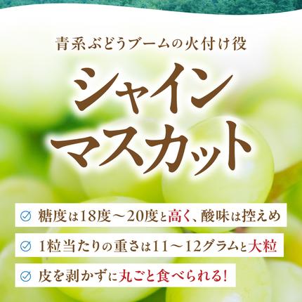 山梨県甲斐市のふるさと納税 【2026年発送分】シャインマスカット「こだわり」１kg以上　先行予約　2～3房　人気　おすすめ　国産　贈答　ギフト　お取り寄せ　　山梨県産　産地直送　フルーツ　果物　くだもの　ぶどう　ブドウ　葡萄　シャイン　シャインマスカット　新鮮　CD-1