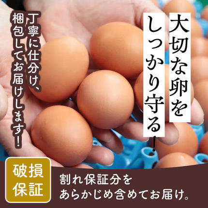 神奈川県伊勢原市のふるさと納税 《2026年4月中旬より順次発送》坂本養鶏 大山の麓で育った さかもとのたまご 80個 (72個＋割れ保証8個)｜伊勢原市 赤玉卵 玉子 鶏卵 生卵 国産 TKG タマゴ 新鮮 大山 鶏 ギフト 安心 安全 親子丼 卵焼き 目玉焼き お菓子 [0926]