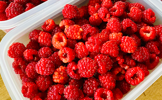 北海道月形町のふるさと納税 【セゾン限定】自家農園産 ラズベリー ジャム 味比べ セット（金銀各1本）北海道 月形町 食べ比べ 加工品 フルーツジャム 果物ジャム 甘酸っぱい 食品添加物不使用 パン ヨーグルト 塗る 付ける