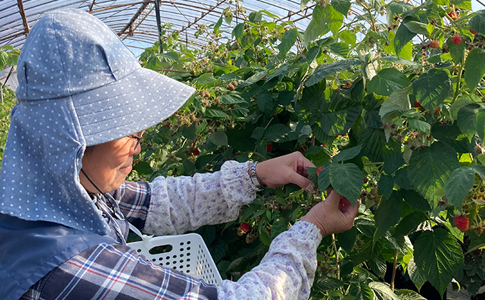 北海道月形町のふるさと納税 【セゾン限定】自家農園産 ラズベリー ジャム 味比べ セット（金銀各1本）北海道 月形町 食べ比べ 加工品 フルーツジャム 果物ジャム 甘酸っぱい 食品添加物不使用 パン ヨーグルト 塗る 付ける