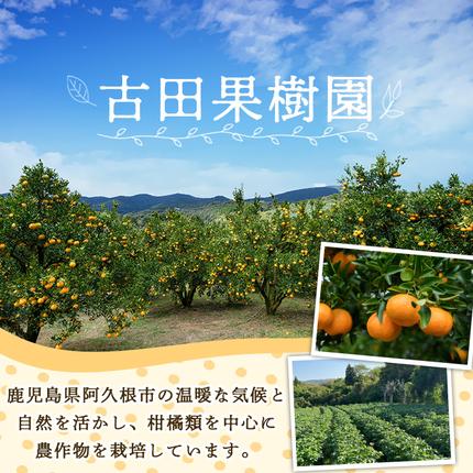 鹿児島県阿久根市のふるさと納税 ＜先行予約受付中！2026年5月下旬以降順次発送予定＞訳あり！じゃがいも「メークイン」(約10kg) じゃがいも ジャガイモ 芋 国産 野菜 期間限定 数量限定【古田果樹園】akn093-02