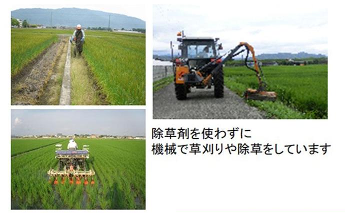 岐阜県池田町のふるさと納税 【令和7年産】特別栽培米 10kg【玄米】（コシヒカリ）