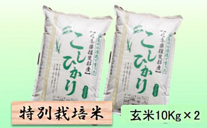岐阜県池田町のふるさと納税 【令和7年産】特別栽培米 20kg【玄米】（コシヒカリ）