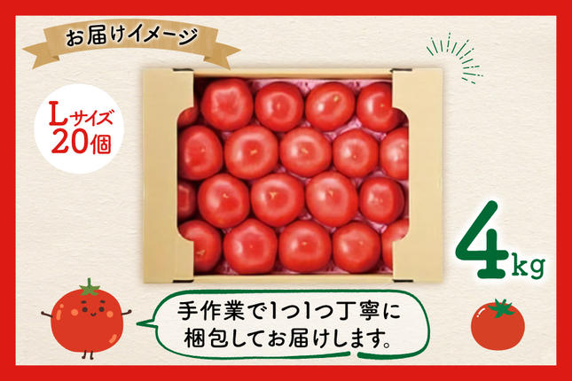 宮城県気仙沼市のふるさと納税 【期間限定発送】波乗り トマト とまたん 4kg (20個入) [サンフレッシュ小泉農園 宮城県 気仙沼市 20564139] 野菜 とまと 国産 夏野菜 やさい さっぱり サラダ サッパリ 新鮮 甘い カプレーゼ リコピン
