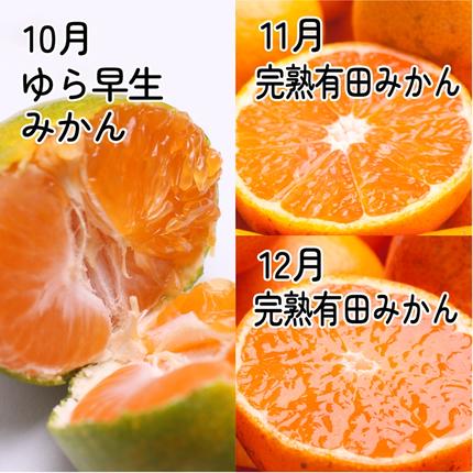 和歌山県美浜町のふるさと納税 【定期便】家庭用 柑橘定期便 S 3回（10～12月）※北海道・沖縄・離島への配送不可※10月・11月・12月に発送