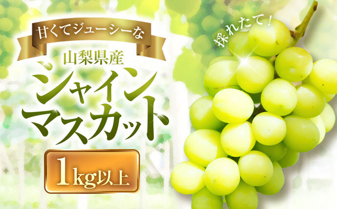 山梨県中央市のふるさと納税 【2025年発送】ぶどう 山梨県産 シャインマスカット1kg以上 2房 [株式会社えべし 山梨県 中央市 21470877] フルーツ 果物 くだもの ブドウ シャイン マスカット 葡萄 期間限定 季節限定