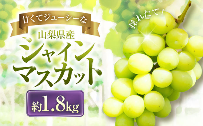 山梨県中央市のふるさと納税 【2025年発送】 ぶどう 山梨県産 シャインマスカット 約1.8kg [株式会社えべし 山梨県 中央市 21471021] フルーツ 果物 くだもの ブドウ シャイン マスカット 葡萄 期間限定 季節限定