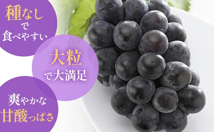 岡山県里庄町のふるさと納税 【2026年先行予約】 ぶどう 岡山県産 ニューピオーネ （ 種無し ）約1kg（2房）  《2026年8月下旬-9月中旬頃出荷》 葡萄 ブドウ フルーツ 果物 スイーツ 数量限定 期間限定 岡山 里庄町