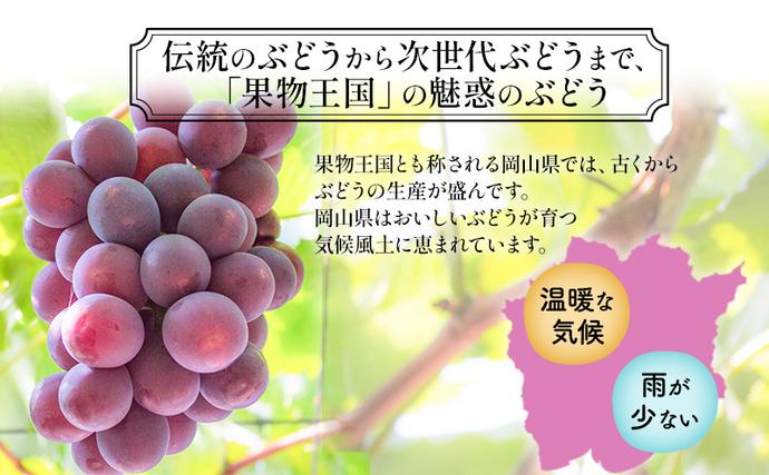 岡山県里庄町のふるさと納税 【2026年先行予約】 ぶどう 岡山県産 ニューピオーネ （ 種無し ）約1kg（2房）  《2026年8月下旬-9月中旬頃出荷》 葡萄 ブドウ フルーツ 果物 スイーツ 数量限定 期間限定 岡山 里庄町