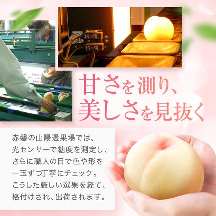 岡山県赤磐市のふるさと納税 桃 2026年 先行予約 赤磐の 白桃 約1.5kg 5～7玉 JA晴れの国 糖度センサー選果 もも モモ 岡山県 赤磐市産 国産 フルーツ 果物 ギフト デザート 果肉