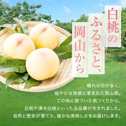 岡山県赤磐市のふるさと納税 桃 2026年 先行予約 赤磐の 白桃 約1.5kg 5～7玉 JA晴れの国 糖度センサー選果 もも モモ 岡山県 赤磐市産 国産 フルーツ 果物 ギフト デザート 果肉