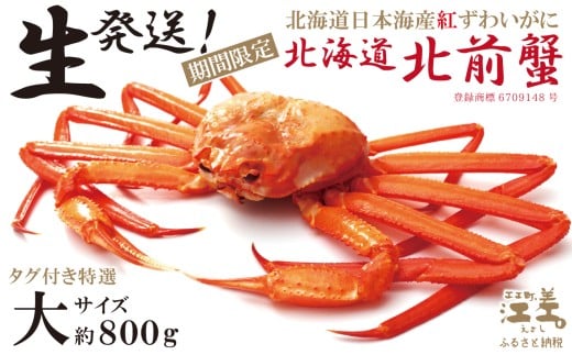 北海道江差町のふるさと納税 ＼早期予約・2026年3～4月限定出荷／生発送！【大】『北海道北前蟹』タグ付き特選 約800g（冷蔵）　年にひと月だけの期間限定「生」出荷　北海道日本海産紅ずわいがに　カニかご漁師直販　厳格な鮮度管理　新鮮　甘くてジューシー　活カニ　生蟹　かに刺し　焼き蟹　蒸し蟹　かにみそ　かにしゃぶ　かに鍋　国産ベニズワイ