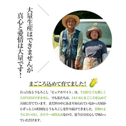 北海道富良野市のふるさと納税 【2026年夏発送】とうもろこし ピュアホワイト 5本 L～2Lサイズ 富良野産 生で食べられる 野菜